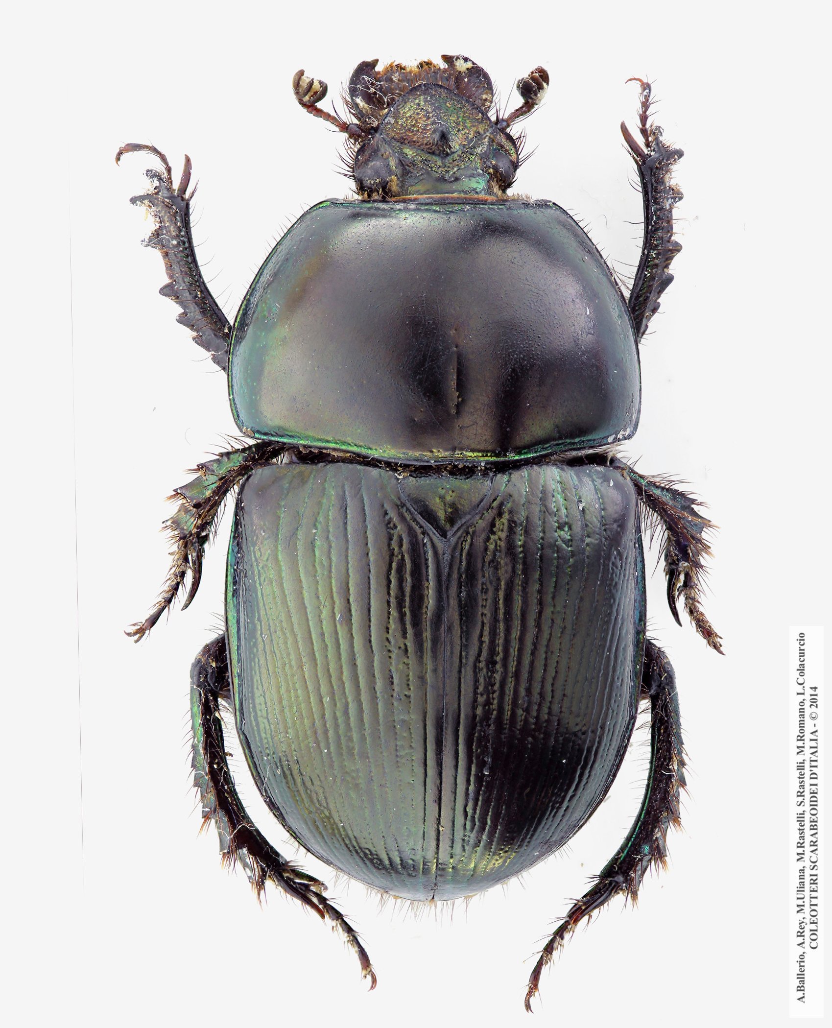 Geotrupes mutator, maschio